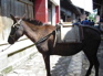 Horse, Street scene, Jiang Zuo KIF_0572