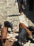 Pigs Street scene, Jiang Zuo KIF_0565