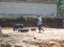 pigs, Jiang Zuo KIF_0605
