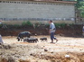 pigs, Jiang Zuo KIF_0605