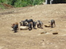 pigs, Jiang Zuo KIF_0608