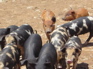 pigs, Jiang Zuo KIF_0609