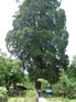 Large cedarKIF_0653