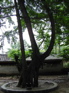 Gingko KIF_0654