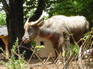 Water buffalo KIF_0655