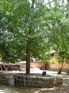 Gingko KIF_0657