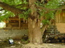 Gingko KIF_0658