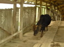 Cow, Covered bridge KIF_0682