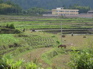 Agricultural view KIF_0686