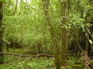 Gaoligongshan trail KIF_0392