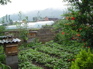 Garden KIF_0689