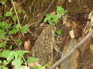 Frog KIF_0343