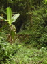 Gaoligongshan trail KIF_0389