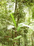 Gaoligongshan Bananna tree KIF_0347