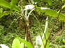 Gaoligongshan Bananna Tree KIF_0374