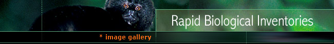 Rapid Biological Inventories : Image Gallery