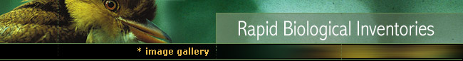 Rapid Biological Inventories : Image Gallery