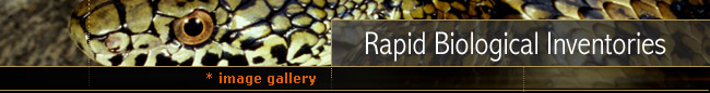 Rapid Biological Inventories : Results from the field