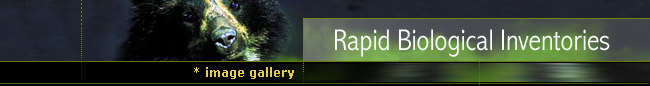 Rapid Biological Inventories : Image Gallery