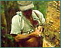 Rubber tapper