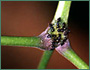 Bignoniaceae