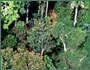 Forest canopy