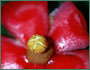 Clusia sp.