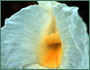 Dimerocostus strobilaceus