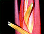 Heliconia densiflora