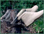 Rubber boots