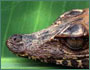 Dwarf caiman