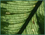 Calathea sp.
