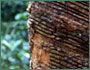 Hevea brasiliensis