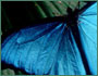 Morpho butterfly