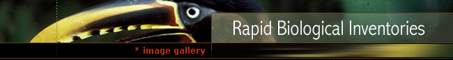 Rapid Biological Inventories : Image Gallery