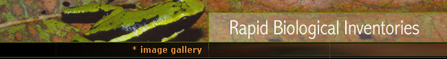 Rapid Biological Inventories : Results from the field