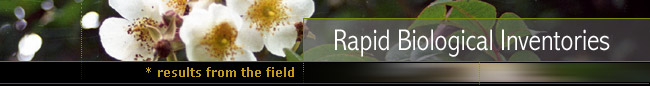 Rapid Biological Inventories : Results from the field