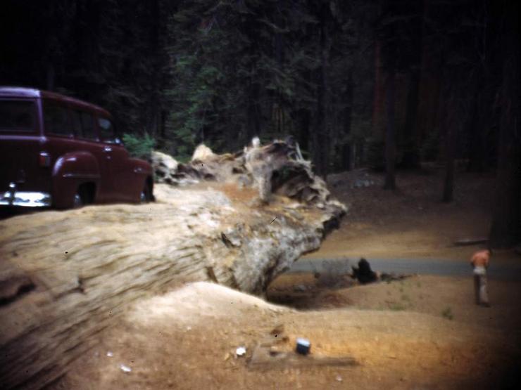 09 Sequoia, Tioga Pass and Yosemite Photo #1