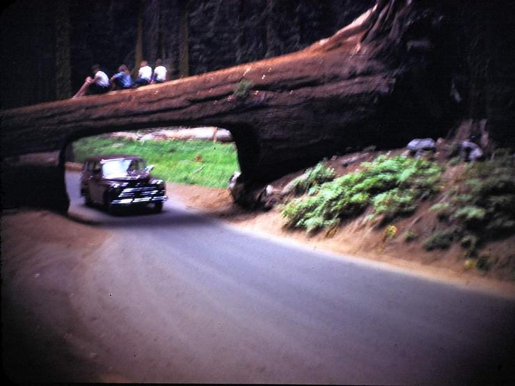 09 Sequoia, Tioga Pass and Yosemite Photo #3