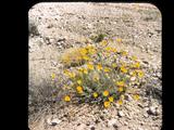 11 Valley of Fire and Phoenix 1951 Photo #4