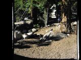 12 Whitney Portal 1952 Photo #4