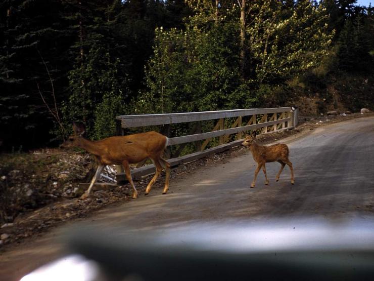 54 Jasper to Lake Louise Photo #3