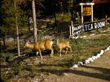 54 Jasper to Lake Louise Photo #4