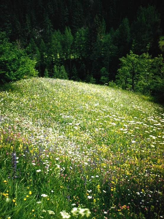 65 Mont Chetif and the valleys Photo #13