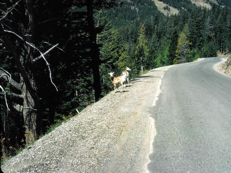 92 CIPS Banff 1966 Photo #7