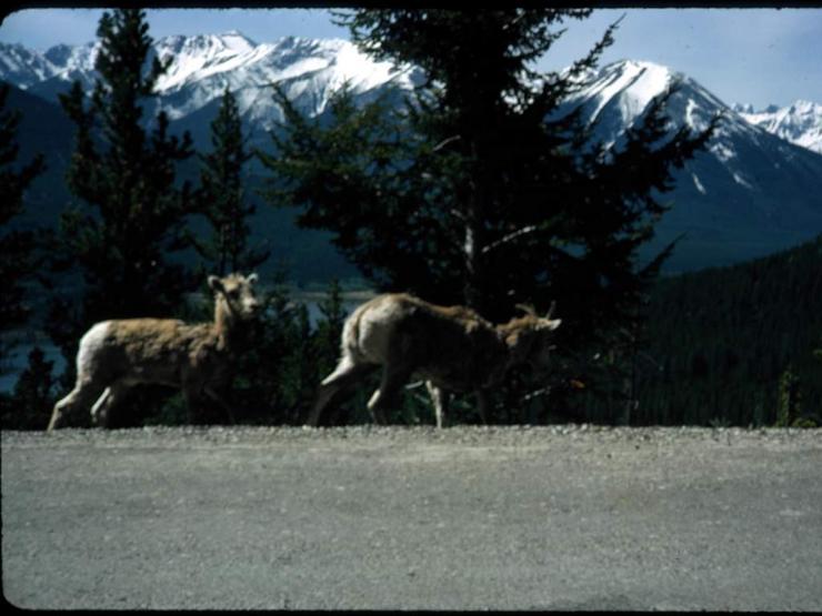 92 CIPS Banff 1966 Photo #8