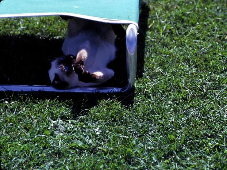 93 Santa Barbara pets Photo #10