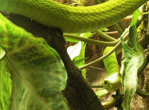 What Is At The American Museum Of Natural History What Is At The American Museum Of Natural History