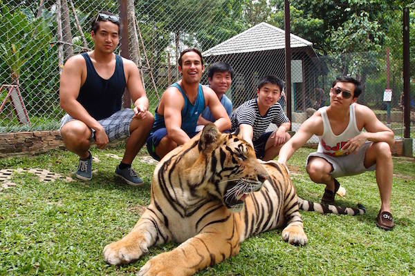 Tiger taming