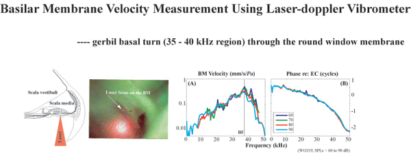 [Basilar Membrane Motion]